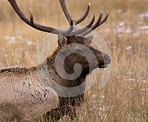 Bull Elk in Autumn Grass