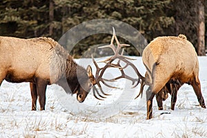 Bull elk in Banff National Park in winter