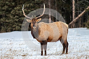 Bull elk in Banff National Park in winter