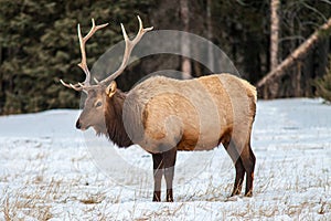 Bull elk in Banff National Park in winter