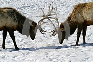 Bull Elk Battle