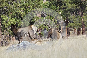 Bull Elk Bedded With Harem photo