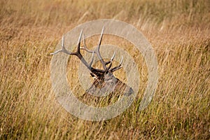 Bull Elk Bedded in Meadow