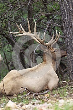 Bull Elk Bedded in Pines