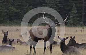 Bull Elk Bellows Challenge in Autumn Rut Season