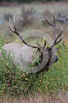 Bull elk with birch branch hanging from antlers