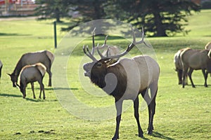 Bull elk bugle