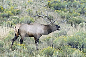 Bull elk bugle in sage