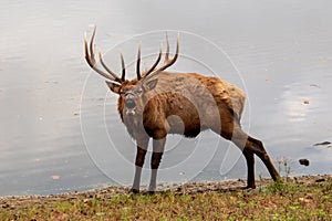 Bull Elk Bugle