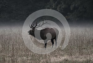 Bull Elk Bugles in Morning Fog Muted