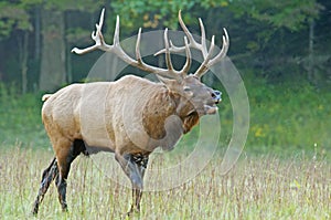 A bull elk bugles during the rutting season.