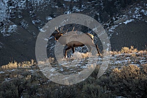 Bull Elk bugles at sunrise