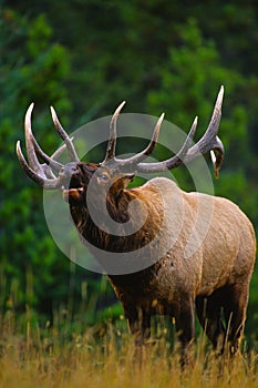 Bull Elk Bugling