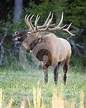 Bull Elk Bugling