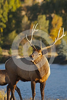 Bull Elk Bugling