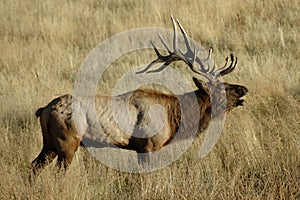 Bull Elk Bugling 2