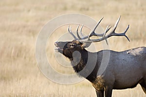 Bull elk bugling photo