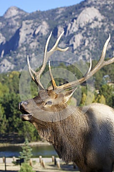 Bull Elk Bugling