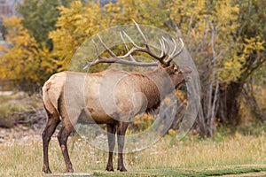 Bull Elk Bugling