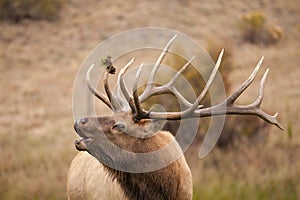 Bull Elk Bugling