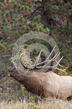 Bull Elk Bugling Close Up