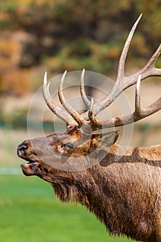 Bull Elk Bugling Close Up