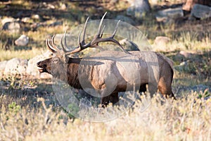 Bull elk bugling