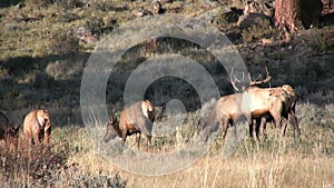 Bull Elk Bugling at Cows in Rut