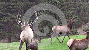 Bull Elk Bugling With Cows During the Rut