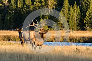 Bull Elk Bugling at Cows in Rut