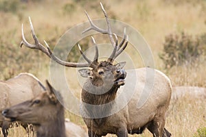 Bull elk bugling for dominance