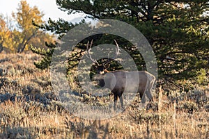 Bull Elk Bugling in Fall