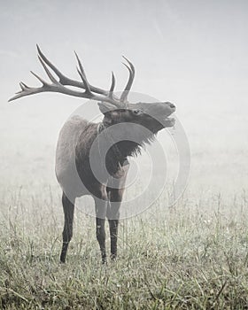 Bull Elk Bugling in Fog