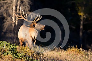 Bull elk bugling by forest