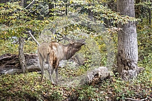 Bull elk bugling in a forest in the Great Smoky Mountains National Park, North Carolina, USA
