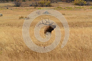 Bull elk bugling in golden meadow of Rocky Mountains