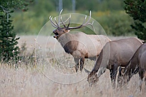 Bull elk bugling with his haram