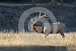 Bull Elk Bugling in Meadow in Rut