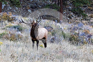 Bull Elk bugling in Moraine Park meadow