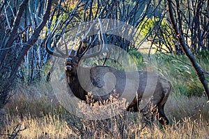 Bull Elk bugling in Moraine Park meadow portrait