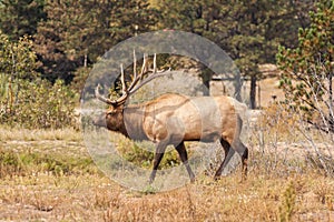 Bull Elk Bugling