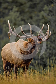 Bull Elk Bugling in Rut