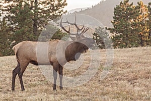 Bull Elk Bugling in Rut