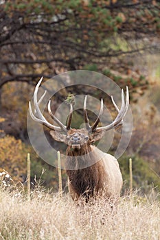 Bull Elk Bugling in Rut