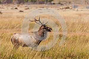 Bull Elk Bugling in Rut