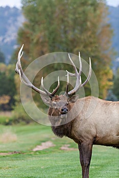 Bull Elk Bugling in rut