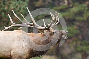 Bull Elk Bugling