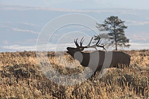 Bull Elk Bugling in Rut