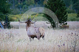 Bull elk bugling at sundown photo