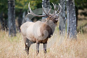 Bull elk bugling by timbers photo